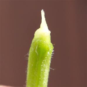  Pistillode